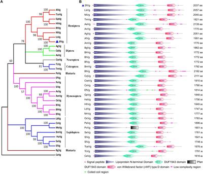 Molecular Characterization of Vitellogenin and Its Receptor in Sogatella furcifera, and Their Function in Oocyte Maturation